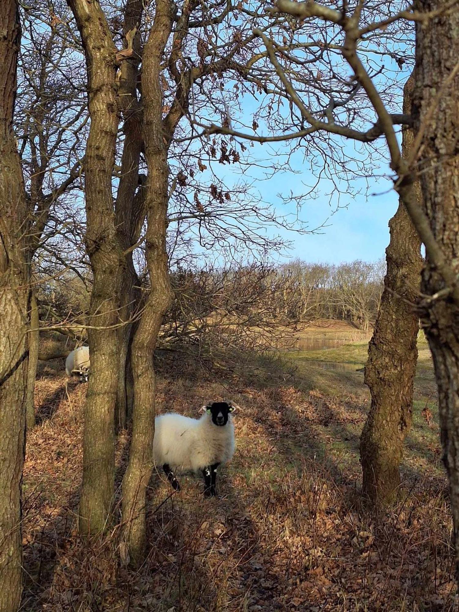 Villa Bijzonder Bakkum Castricum Esterno foto